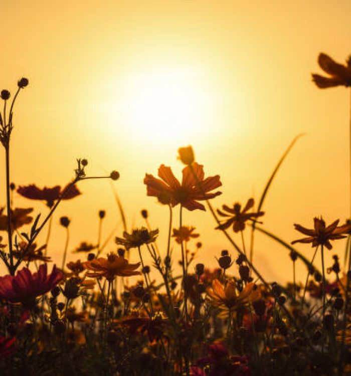 Cosmos colorful flower in the field during sunset in spring season. Photo toned style Instagram filters. Nature background
