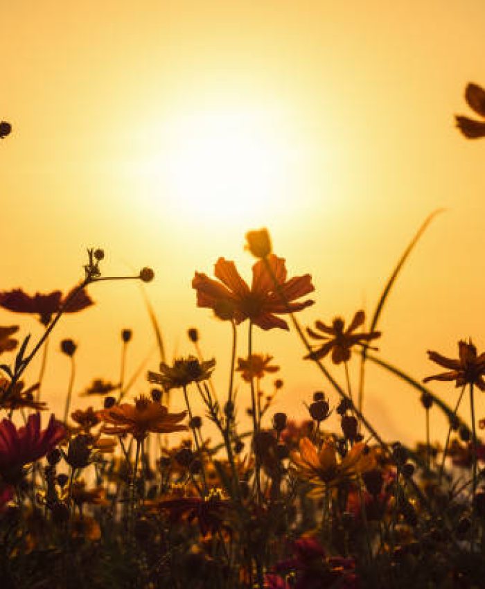 Cosmos colorful flower in the field during sunset in spring season. Photo toned style Instagram filters. Nature background